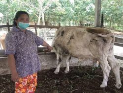 Plt Dirut RPH Imbau Masyarakat Beli Sapi di RPH: Jangan Main-Main Soal Penyakit Sapi
