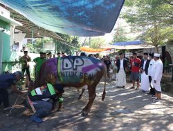 Wali Kota Makassar Danny Pomanto Saksikan Langsung Pemotongan Hewan Kurban