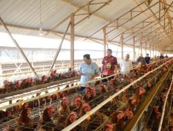Manuju Jadi Kecamatan Pengembangan Ternak Ayam Petelur dan Boiler