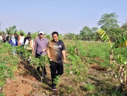 Tinjau Lahan Budidaya Pisang dan Nanas di Gowa, Pj Gubernur Sulsel: Kita Bimbing Masyarakat Bertani Produktif