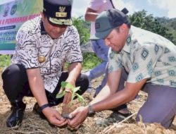 Pj Gubernur Sulsel Bahtiar Lakukan Pencanangan Budidaya Pisang di Palopo