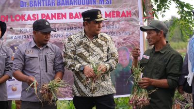 Dampak El Nino Produksi Bawang Merah Berkurang, Pemprov Sulsel Bakal Bantu Sumur Bor untuk Petani Enrekang