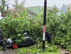 Mobil Kembali Tertimpa Pohon Tumbang di Makassar, Waspada Wilayah Ini saat Hujan Lebat