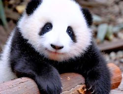 Rentan Mengalami Kepunahan, Hewan Panda Ternyata Manifestasi Kegagalan Evolusi Alamiah Terbesar