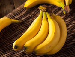Segini Proyeksi Pendapatan Sulsel Jika Manfaatkan Lahan Tidur untuk Budidaya Pisang Cavendish