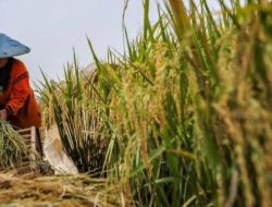 Nilai Tukar Petani Naik 0,45% pada Desember 2023