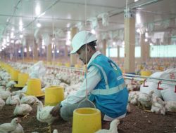 Program Electrifying Agriculture PLN Bikin Usaha Petani Makin Cuan