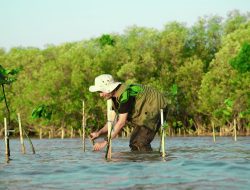 Tangani Dampak Perubahan Iklim, KALLA Lakukan Penyulaman 10.000 Bibit Mangrove di Kabupaten Pangkep
