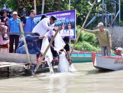 Pemprov Sulsel akan Menyebar 100 Juta Bibit Ikan Nila di Kabupaten Wajo