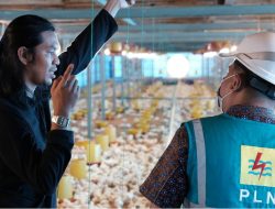 Berkat PLN, Peternak Ayam di Gowa Bisa Irit Pengeluaran  hingga Puluhan Juta Rupiah