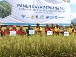 PT Vale Bersama Alkhairaat Panen Perdana Padi SRI Organik di Sigi
