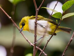Keanekaragaman Hayati Jenis Burung di Sulsel Terancam Punah