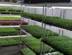 Microgreen, Tanaman Mini dengan Manfaat Maksimal yang Kian Digemari