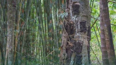 Hari Menanam Pohon Indonesia: Toraja Punya Cara Unik Lestarikan Alam