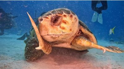 27 November Memperingati Hari Apa? Berikut Daftarnya!