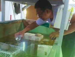 Pemkot Makassar Perkuat Inovasi dalam Budidaya Udang Lobster