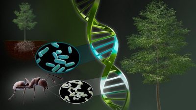 Penemuan Gen Booster pada Pohon Poplar Tingkatkan Pertumbuhan hingga 200%, Dukung Bioenergi Berkelanjutan