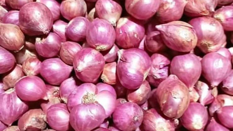 Harga Bawang Merah Melonjak di Akhir Tahun, Petani Enrekang Panen Berkah
