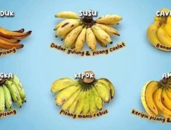 Pesona Pangan Sulsel: Mengenal Beragam Jenis Pisang Khas Sulawesi Selatan