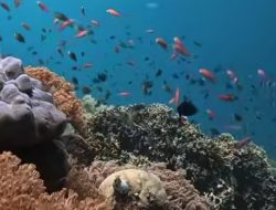 Pusat Konservasi Alam di Sulawesi Selatan yang Harus Kamu Kunjungi
