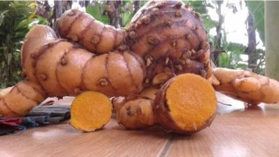 7 Herbal Tradisional Sulsel yang Dipercaya Mampu Mengobati Kanker
