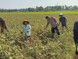 Kacang-kacangan: Peluang Ekonomi Baru Bagi Petani Sulawesi Selatan 
