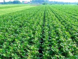 Kreativitas Kacang-Kacangan Sulsel: dari Ladang ke Pasar Ekspor