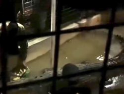 Pelajaran dari Mitos Buaya di Makassar: Ketika Keseimbangan Alam dan Manusia Terganggu