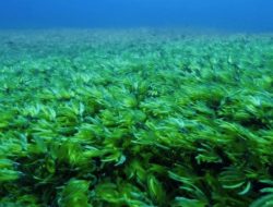 01 Maret Memperingati Hari Apa? Berikut Daftarnya!