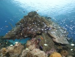 Menyelami Keindahan Sulsel: 5 Destinasi Snorkeling Terbaik Menanti Anda