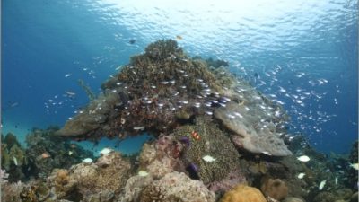 Menyelami Keindahan Sulsel: 5 Destinasi Snorkeling Terbaik Menanti Anda