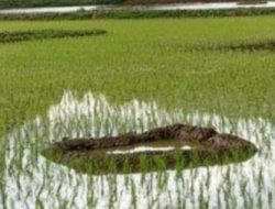 Kearifan Lokal Sulawesi Selatan: Kuang Toraja, Inovasi Tradisional Atasi Krisis Air dan Pertanian Berkelanjutan