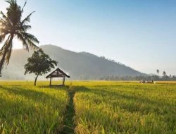 Sawah Bukan Sekadar Lahan: Makna Filosofis Pertanian dalam Budaya Bugis