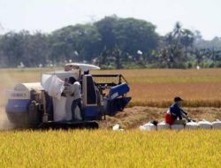 Panen Raya dan Lonjakan Konsumsi Rumah Tangga: Pertanian sebagai Motor Ekonomi Sulsel