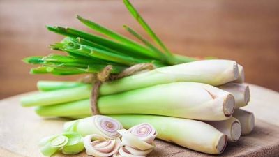 Hari malaria sedunia