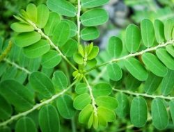 5 Tanaman Herbal Penjaga Paru-Paru, Salah Satunya Jadi Kuliner Enrekang