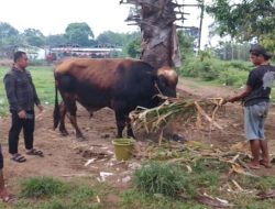 Sapi Kurban Presiden Prabowo, Kebanggaan Peternak Lokal Sulsel