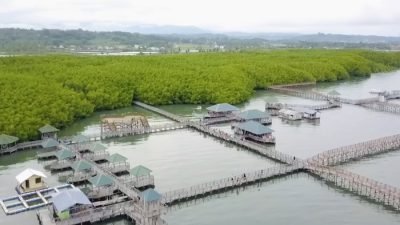 Wisata Mangrove