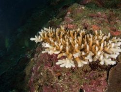Alga Simbiosis Terancam Panas Laut
