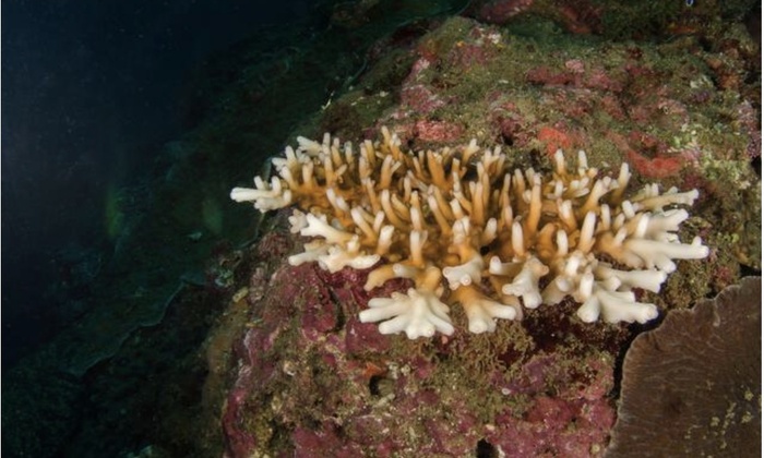 Karang