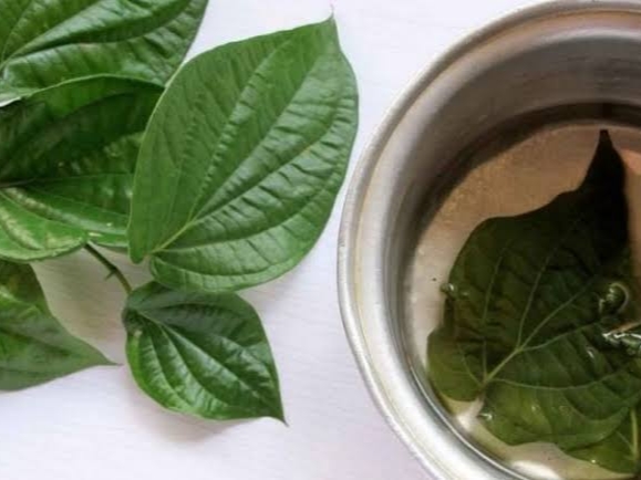 Daun sirih