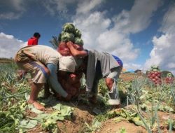 Kearifan Lokal Sulsel: Dari Ladang Kol Baroko, Orang Enrekang Belajar Merawat Kebersamaan