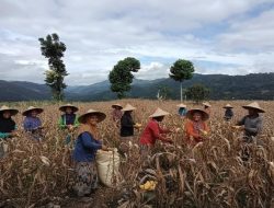 Kearifan Lokal Sulsel Masyarakat Lembang: Jaga Persaudaraan dari Panen Jagung