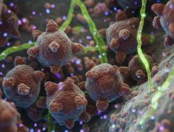 Kemenkes Imbau Warga Waspada Penularan Virus Nipah Lewat Makanan