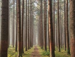 Warga Perketat Pengawasan Hutan Pinus Bone