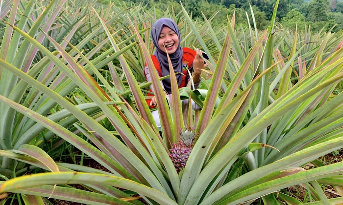 Sulsel