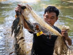 Mengapa Ikan Sapu-sapu Lebih Tepat Dikendalikan daripada Dikonsumsi di Indonesia?