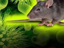 Krisis Iklim Perburuk Penyebaran Hantavirus, WHO Seliqdiki Wabah di Kapal MV Hondius