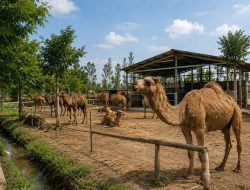 Kurban Unta Mulai Dilirik Jelang Iduladha