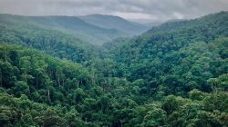 Krisis Iklim: Hutan Indonesia Jadi Sorotan